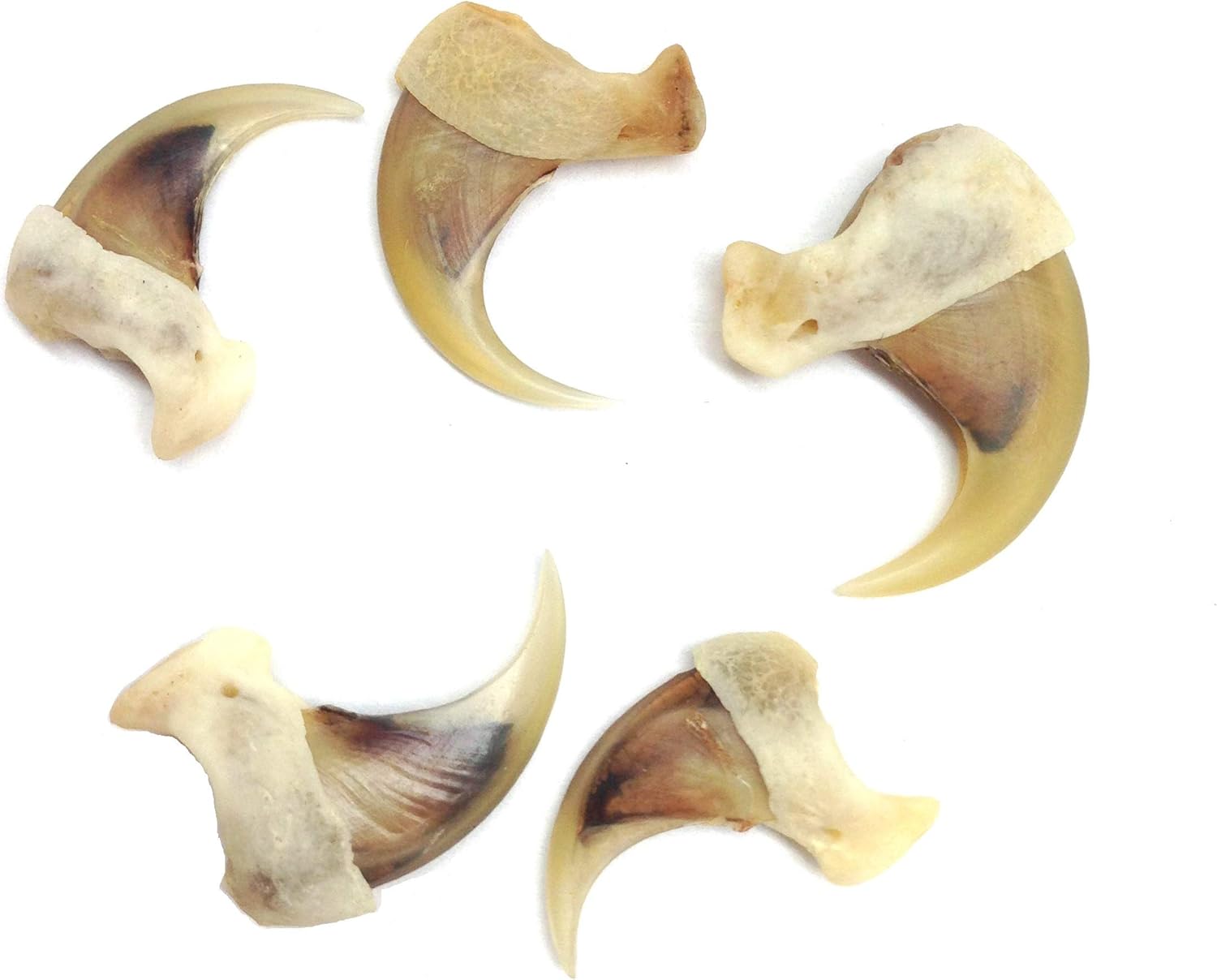 PEPPERLONELY Real Coyote Claws, for Jewelry, Collectors, Teachers, and More Natural BrownBlack